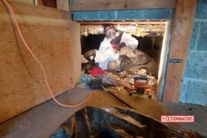 case-study-crawl-space-cleaning-and-disinfection-in toronto