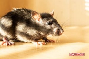 rat-infestation-and-deck- exclusions-in- toronto-neighborhood