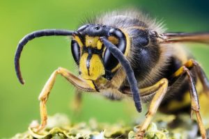 Can Hornets Nest Underground?