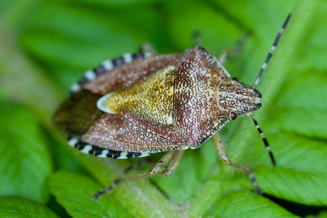 Boxelder-Bugs-Poisonous-to-Humans