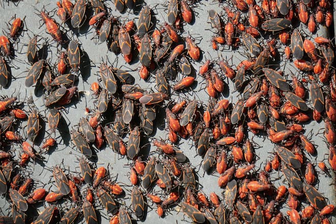 why-are-boxelderbugs-swarming-my-house